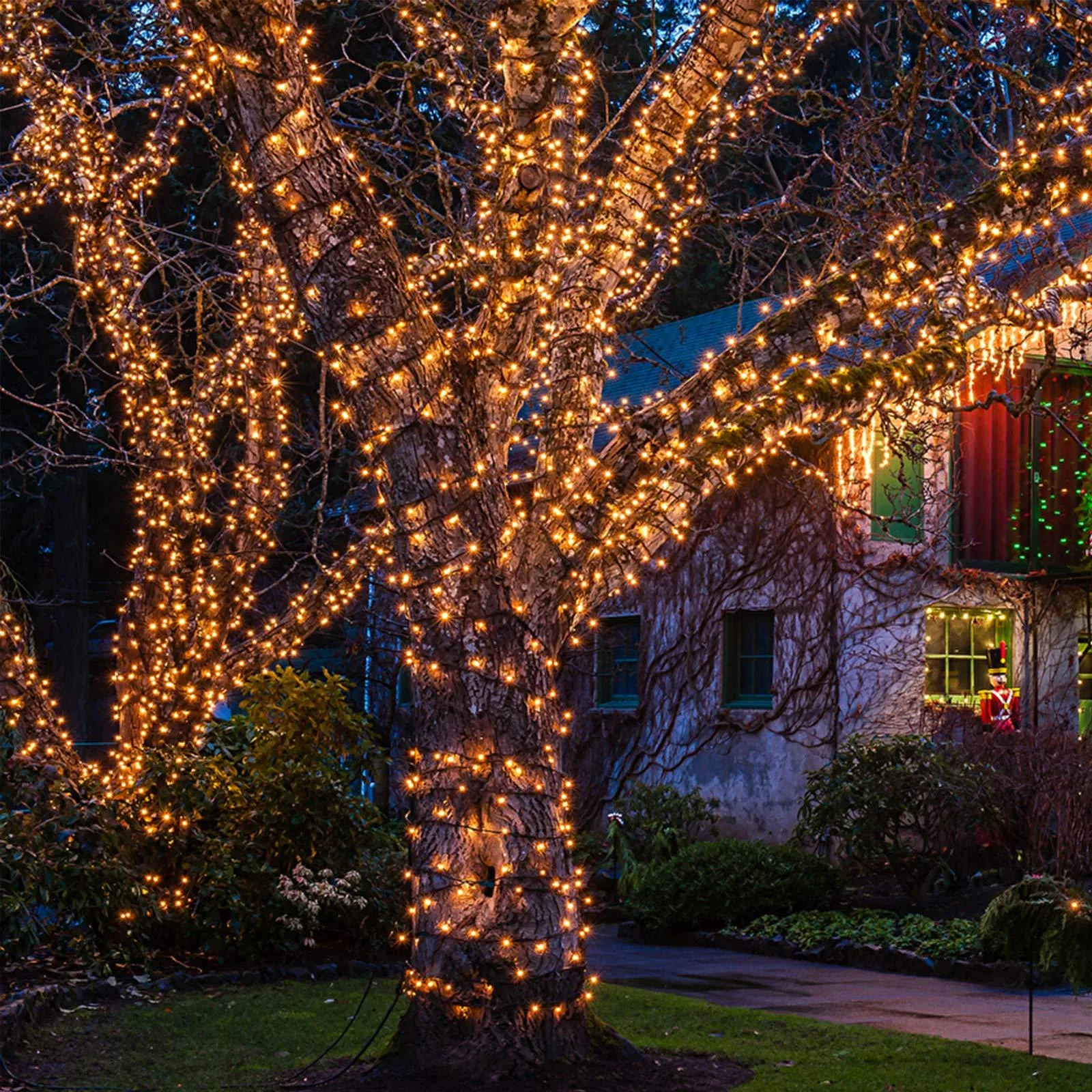 Tree & Landscape Lighting